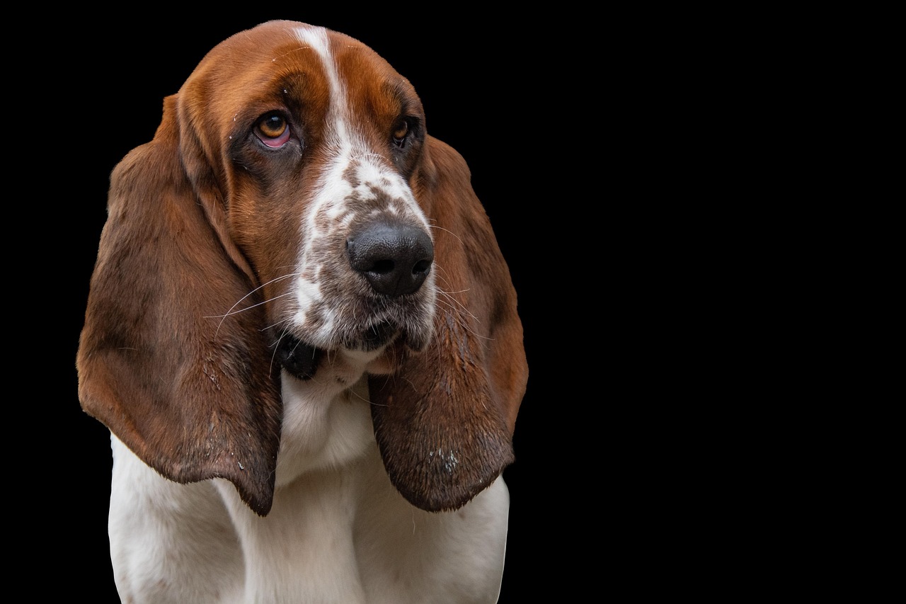 Abbildung zeigt braun weißen Hund.